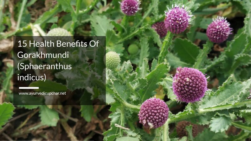 15 Health Benefits of Gorakhmundi (Sphaeranthus indicus)