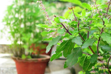 Krishna Tulsi - Benefits & Medicinal Uses Of Fresh Tulsi Leaves