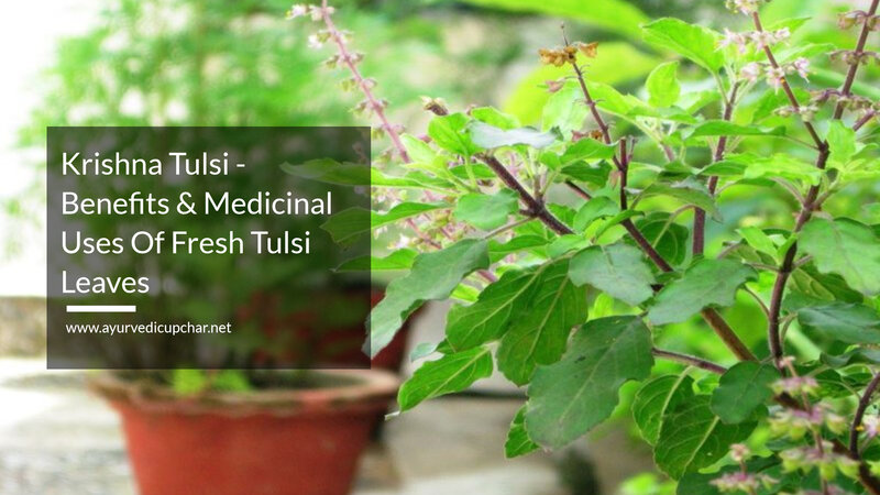 Krishna Tulsi - Benefits & Medicinal Uses Of Fresh Tulsi Leaves