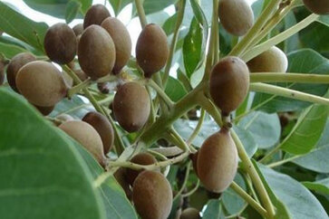 Baheda (Terminalia bellirica) Health Benefits Of Churna, Fruit, Bark