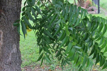 What Are The Medicinal Uses Of Neem-Tree