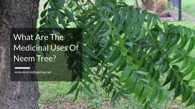 What Are The Medicinal Uses Of Neem Tree