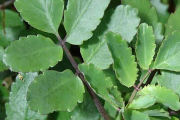 Patharchatta Leaf Benefits & Medicinal-Uses