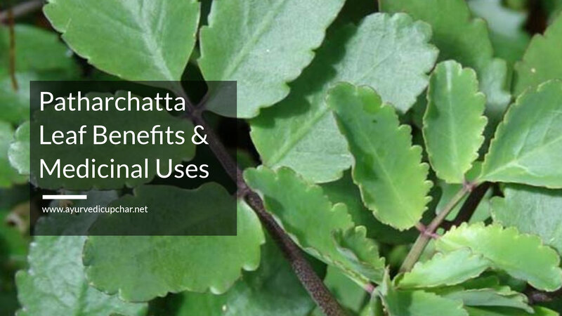 Patharchatta Leaf Benefits & Medicinal Uses